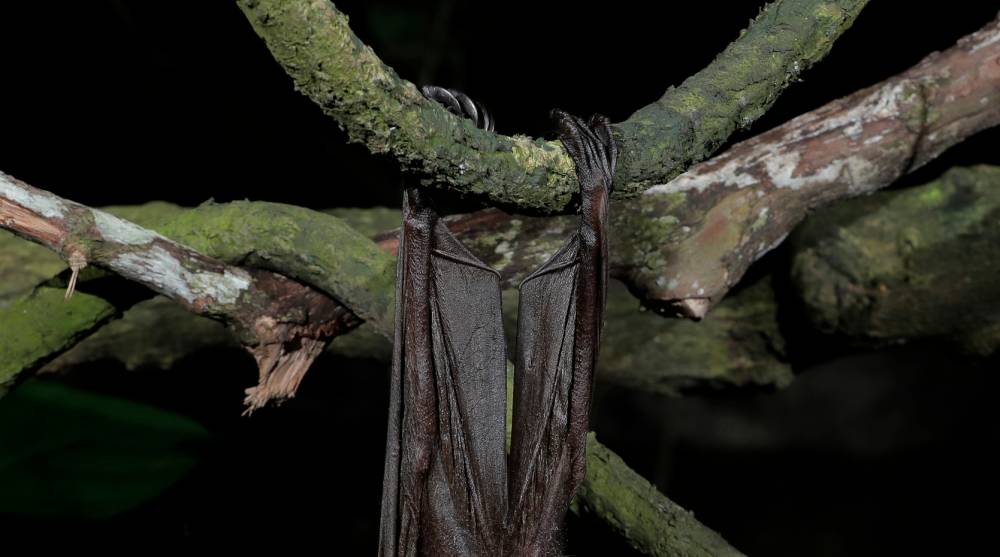 Malayan flying fox